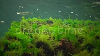 海洋中的光合作用，水下景观，鱼类花药。 绿藻、红藻和褐藻
